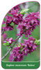 Daphne mezereum 'Rubra'
