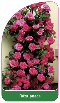 Róza pnąca Nr. 314