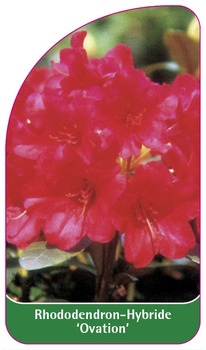 Rhododendron-Hybride 'Ovation'