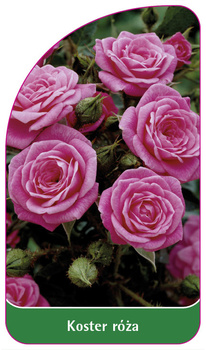 Koster róza Nr. 323
