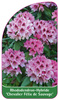 Rhododendron-Hybride "Chevalier Félix de Sauvage",