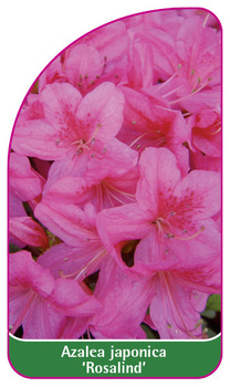 Azalea japonica 'Rosalind'