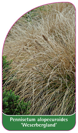 Pennisetum alopecuroides 'Weserbergland'