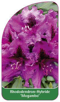Rhododendron-Hybride 'Mogambo'