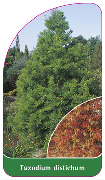 Taxodium distichum