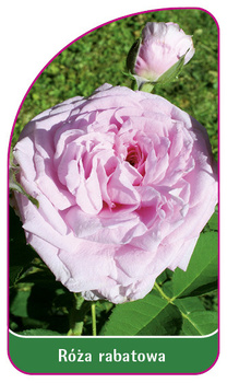 Róza rabatowa Nr. 109 A