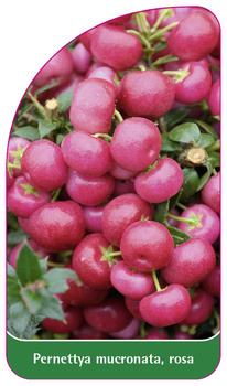 Pernettya mucronata, rosa