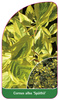 Cornus alba 'Späthii'