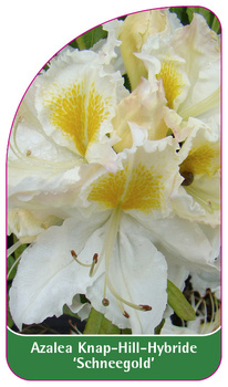 Azalea Knap-Hill-Hybride 'Schneegold''