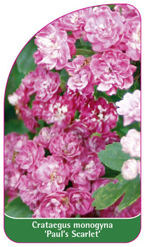 Cratageus monogyna 'Paul's Scarlet'