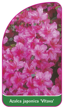 Azalea japonica 'Vltava'