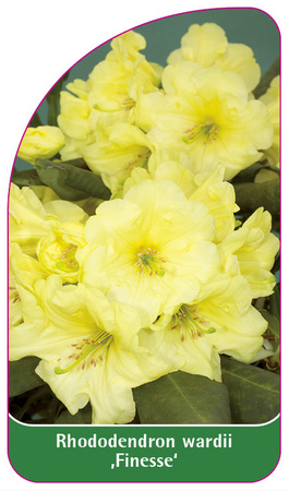 Rhododendron wardii 'Finesse'
