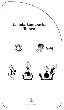 Jagoda kamczacka 'Ruben'