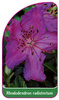 Rhododendron radistrotum
