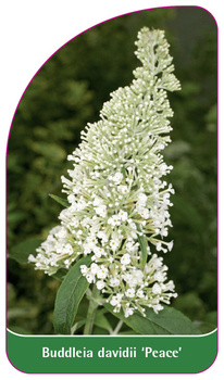 Buddleia davidii 'Peace'