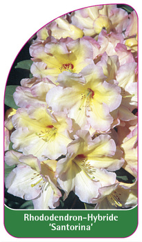 Rhododendron-Hybride 'Santorina'