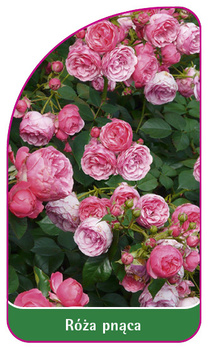 Róza pnąca Nr. 331 A