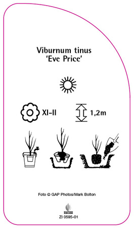 Viburnum tinus 'Eve Price'