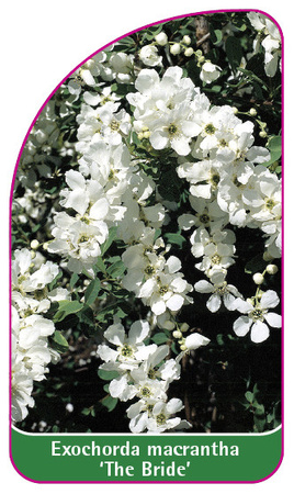 Exochorda macrantha 'Nevěsta'