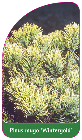 Pinus mugo 'Wintergold'