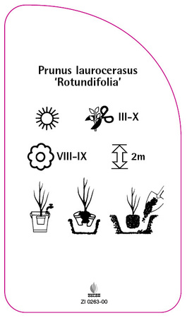 Prunus laurocerasus 'Rotundifolia'