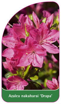 Azalea nakaharai 'Drapa'