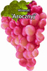 Arocznyj grapevine