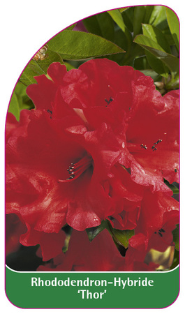Rhododendron-Hybride 'Thor'