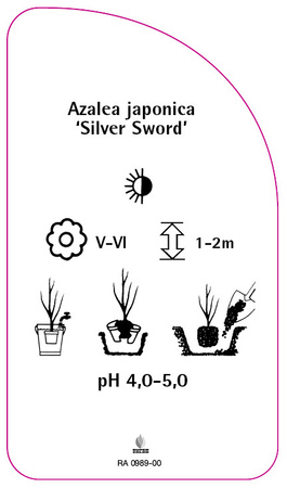 Azalea japonica 'Silver Sword'