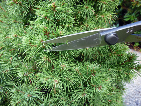 Nożyczki Bonsai 206 OKATSUNE