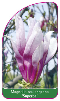 Magnolia soulangeana 'Superba'
