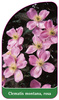 Clematis montana, rosa