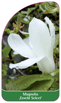 Magnolia 'Esveld Select'