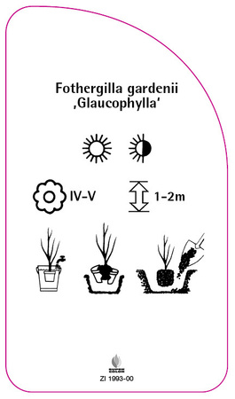 Fothergilla gardenii ,Gaulcophylla'