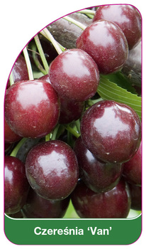 Czeresnia 'Van'