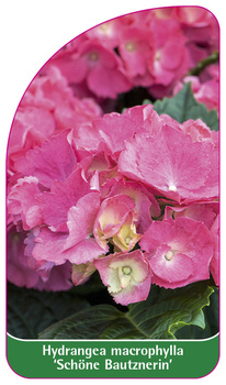 Hydrangea macrophylla 'Schöne Bautznerin'