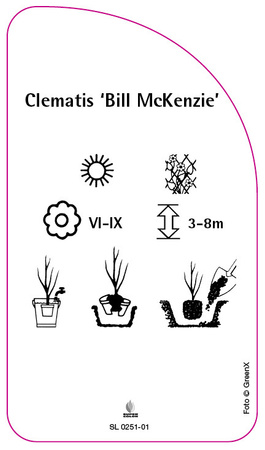 Clematis 'Bill McKenzie'