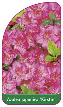 Azalea japonica 'Kirstin'