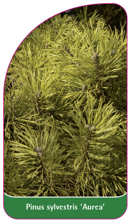 Pinus sylvestris 'Aurea'