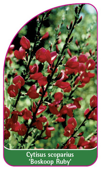 Cytisus scoparius 'Boskoop Ruby'
