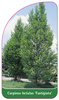 Carpinus betulus 'Fastigiata'