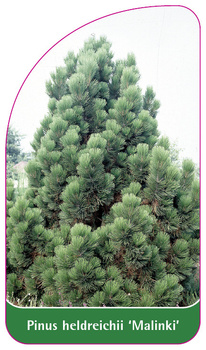 Pinus heldreichii 'Malinki'