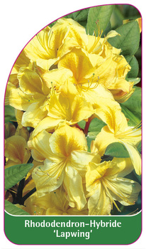 Rhododendron-Hybride 'Lapwing'
