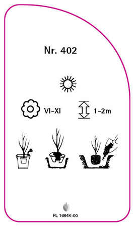 Róza parkowa Nr. 402