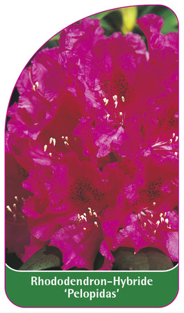 Rhododendron-Hybride 'Pelopidas'