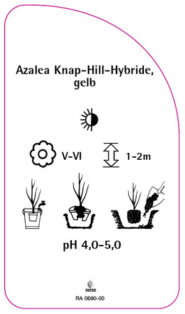 Azalea Knap-Hill-Hybride, gelb