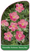 Potentilla fruticosa 'Danny Boy'