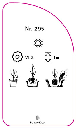 Róza okrywowa Nr. 295