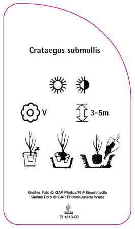 Crataegus submollis