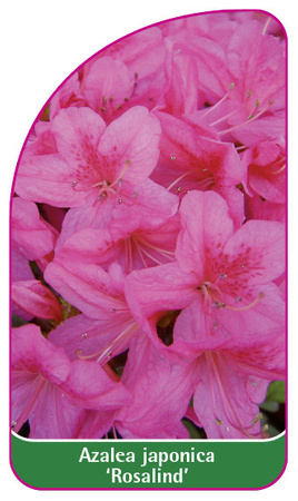 Azalea japonica 'Rosalind'